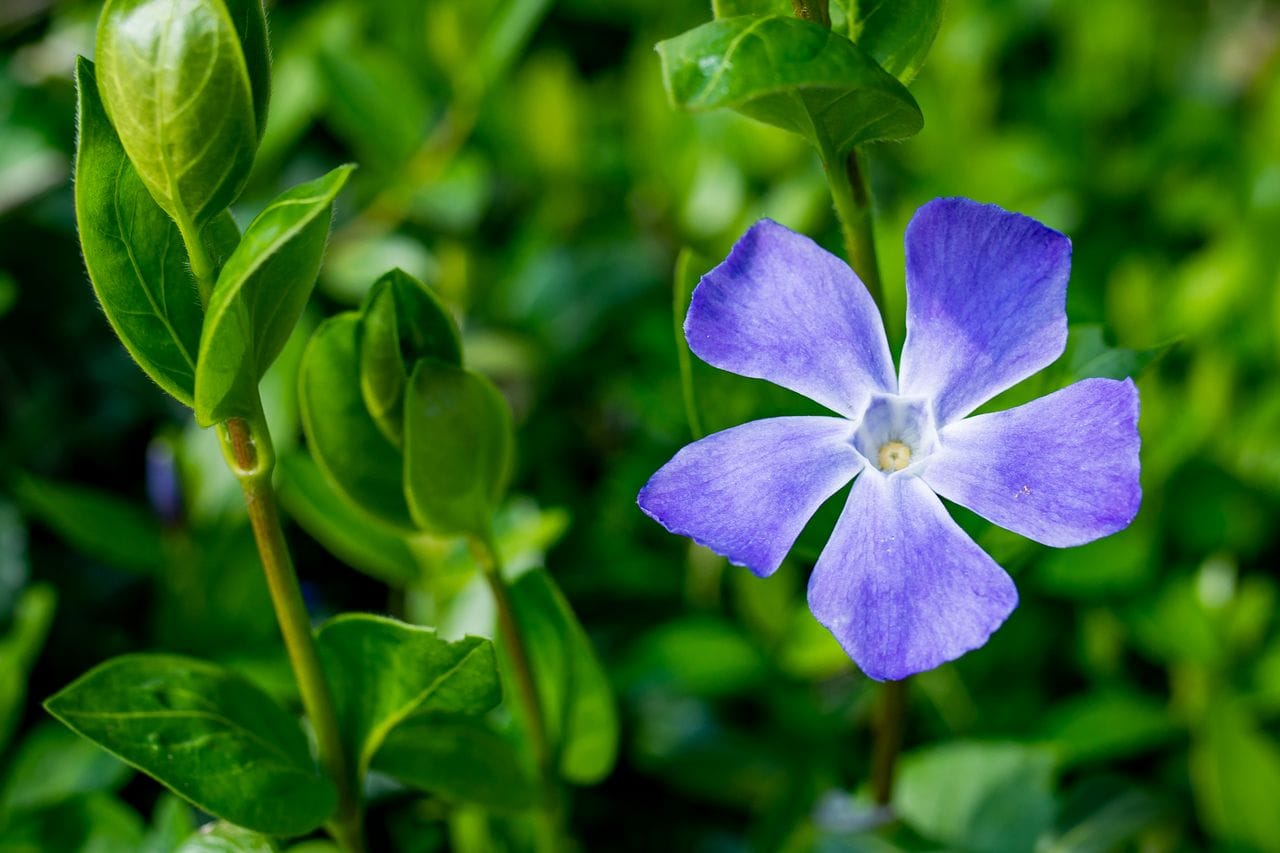 Vinca major